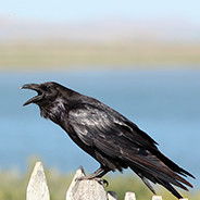 TheRaven