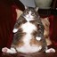 Fat Cat