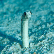 garden eel