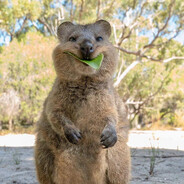 RED_Nose_Quokka