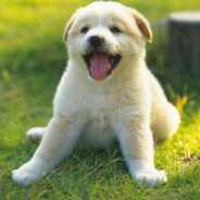 赵 珊-心理学大师