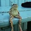 SAD FROG
