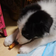 无敌小秋子贱狗