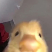 TheDuck