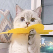 锦瑟惊弦愁别鹤