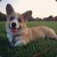 Oliver the Corgi