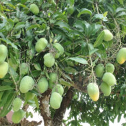 Mango Tree