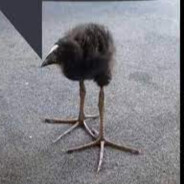 pūkeko