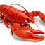 TheLobster