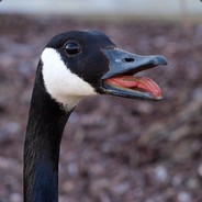 Tod_The_Goose