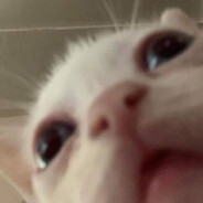 KitKatastrophe