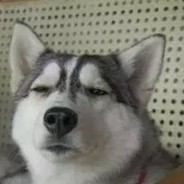 对手全是哈士奇