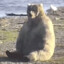KolarBear