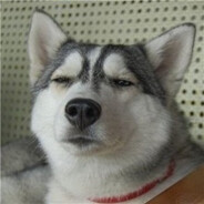 哈士奇又破防了