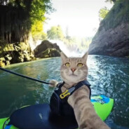 沃德吉尔邦邦硬2