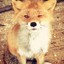 1stfoxy