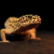 TMF Gecko avatarı