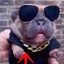 baron pibble