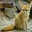 Fennec Fox