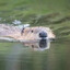 MuffDiver