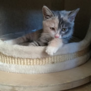 枝江最強伝說と絕兇の水母