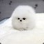 Cutefluffyball