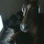 HorseGamer732
