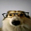 Perro con lentes #OptimizeSL