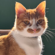 ard