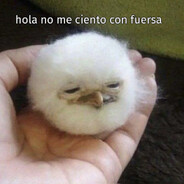 Gato