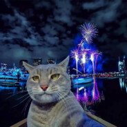 盒子不是B 别老着急舔