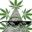 XxxXXXxxxXx_PROWEED_XxxxXXXxxxXx's avatar