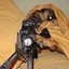 dog with scope