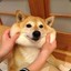 Shiba Inu