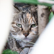 薛定谔一直找猫