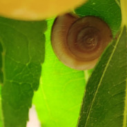 卖核弹的小男孩