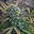 Bubba Kush