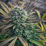 Bubba Kush