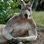 muffeled_kangaroo