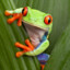 Ribbit Till I Croak