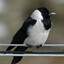 funny bird
