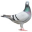 Pigeon