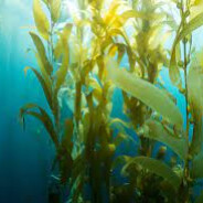 Seaweed
