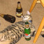 Lord Cat Is Slammed