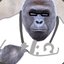 Dicks out for Dr. Harambe