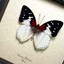 Butterfly_Wings