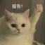 橘子土豆豆