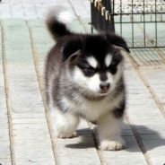 武大野猪 - steam id 76561198088162590