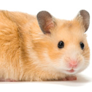 Kusihiiri