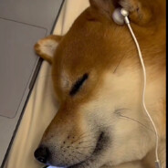 夜已深适合私奔